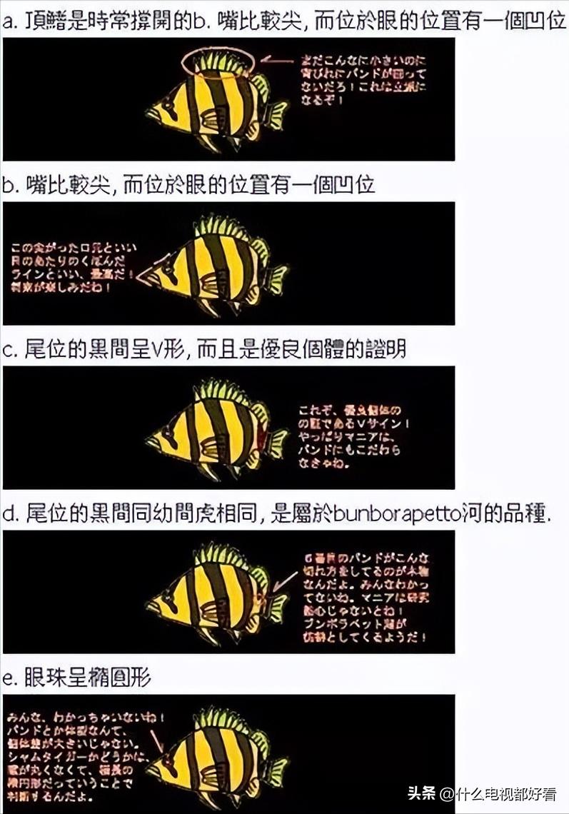 教你认识和饲养「水中斗士，鱼中猛虎」“虎鱼”