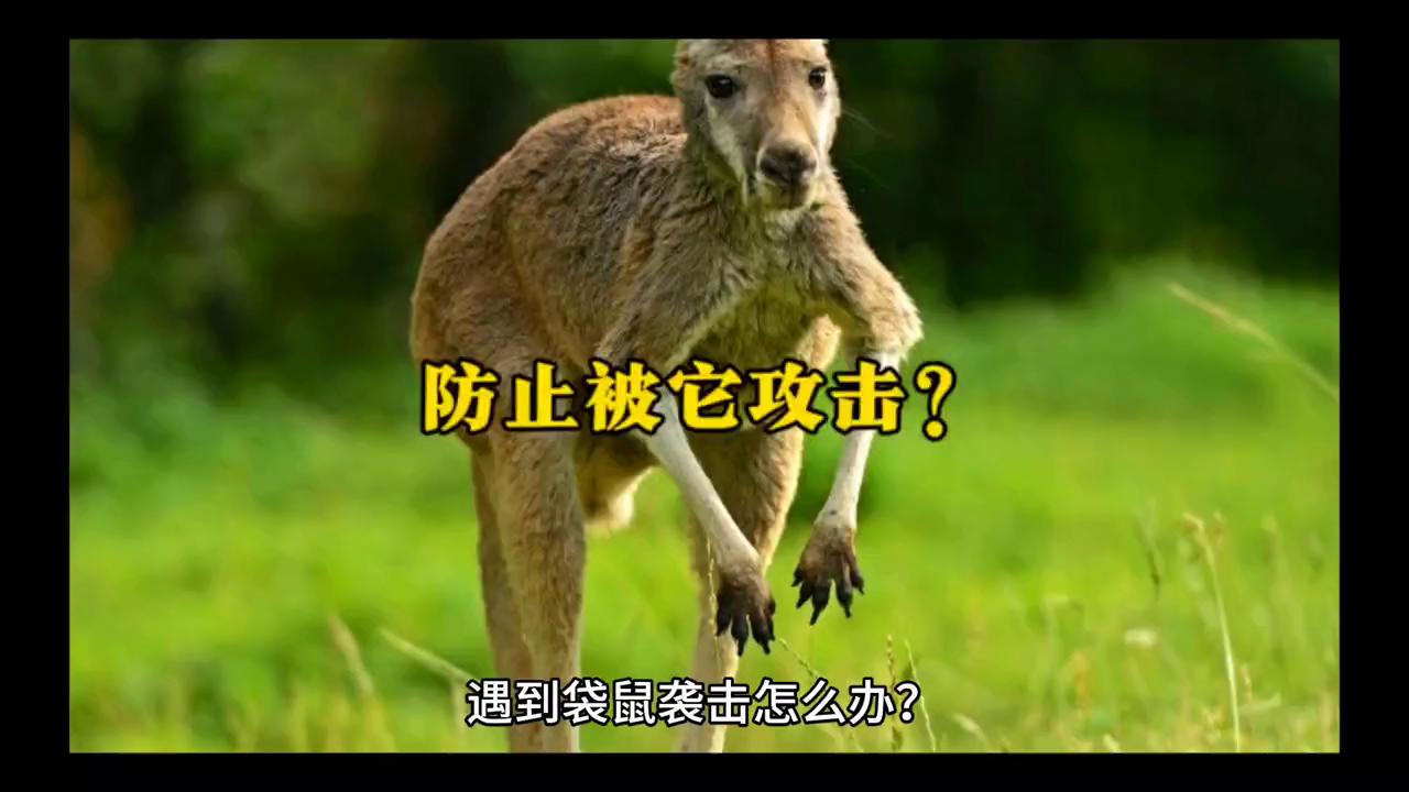 遭遇袋鼠袭击该怎么自救,如果你被袋鼠袭击该怎么办