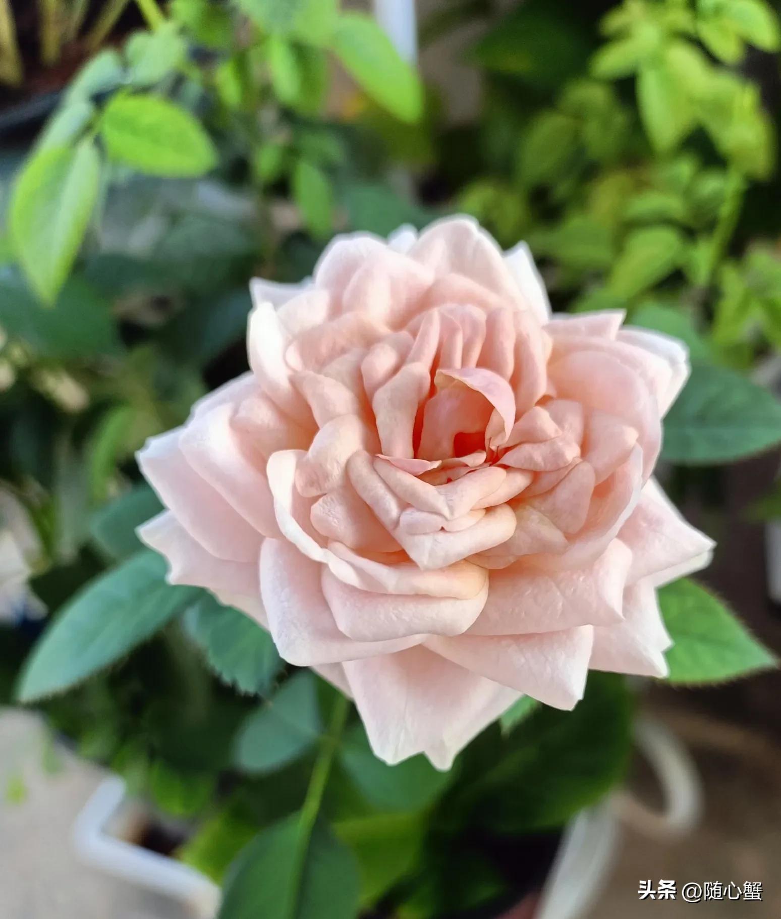 侍花弄草04风姿绰约之月季——粉佳人