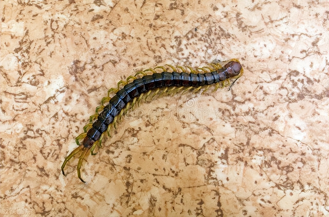 蜈蚣会靠近睡觉的人吗,睡着了蜈蚣会爬进耳朵吗