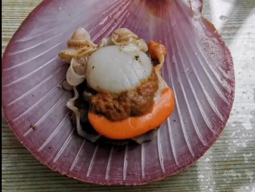 海南海鲜贝类有哪些,海南海鲜贝类