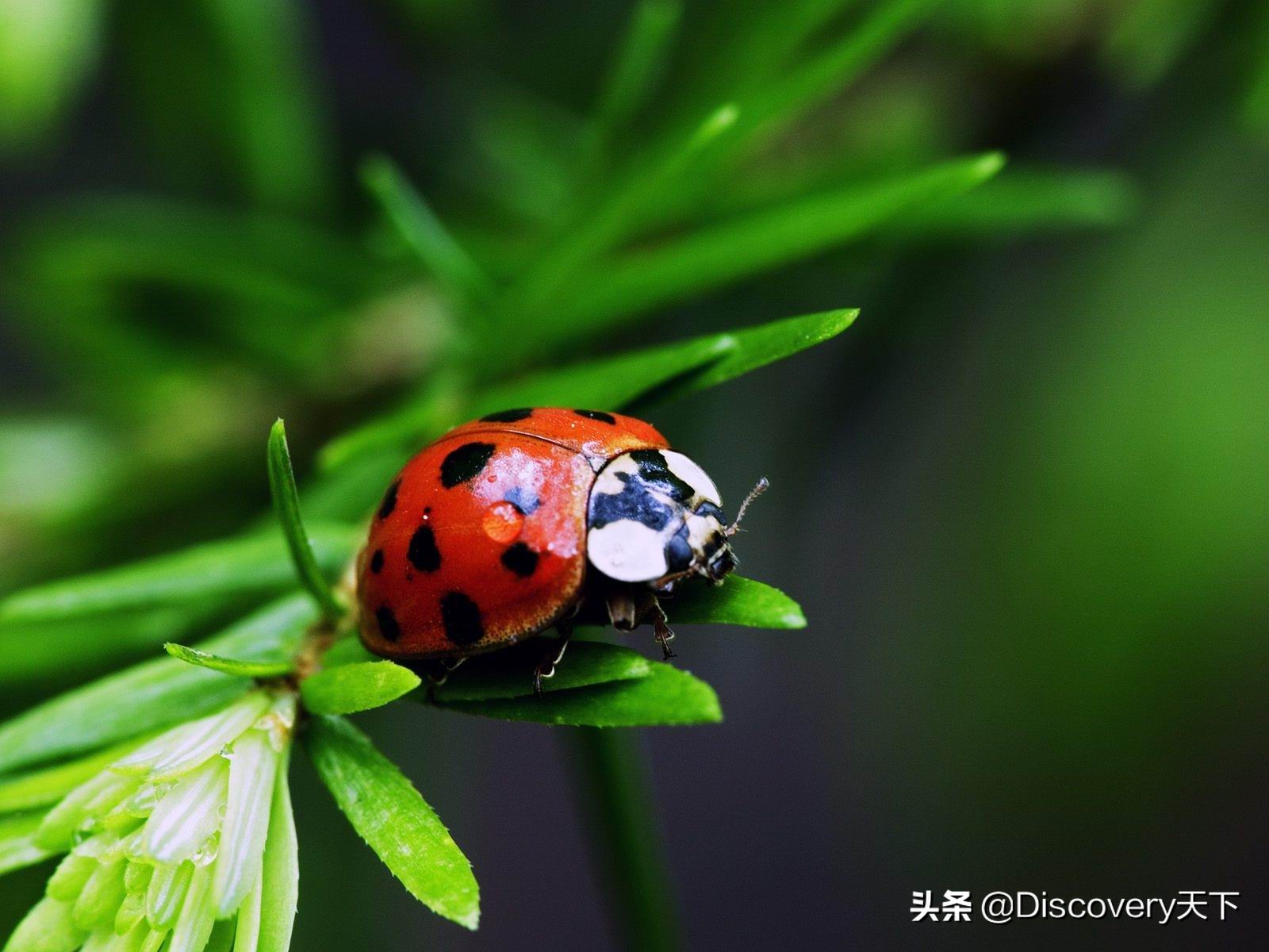 昆虫世界科普一下,昆虫百科知识甲虫