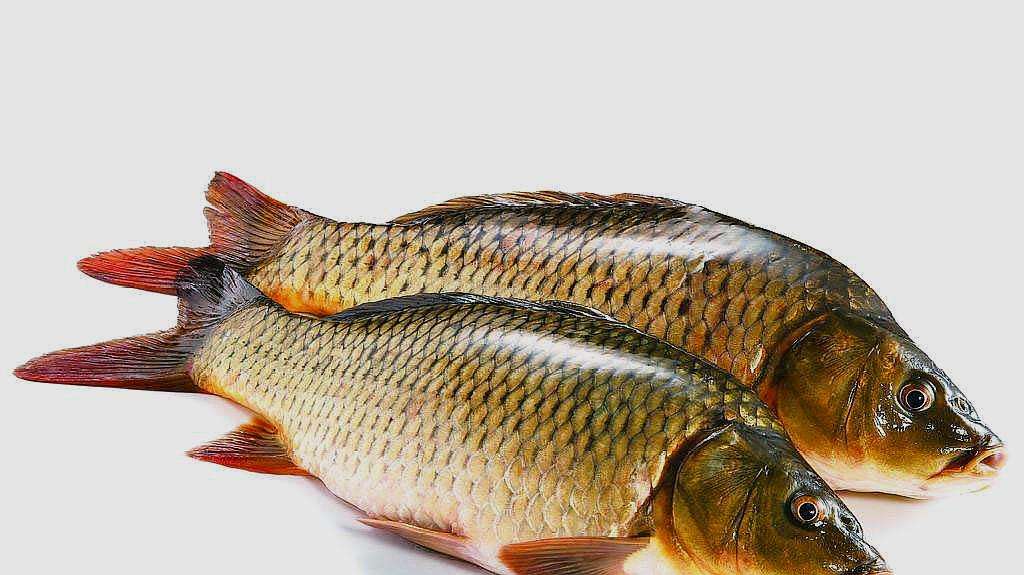 同样是鱼肉，“肚子大”和“肚子小”区别挺大，学会再买不吃亏