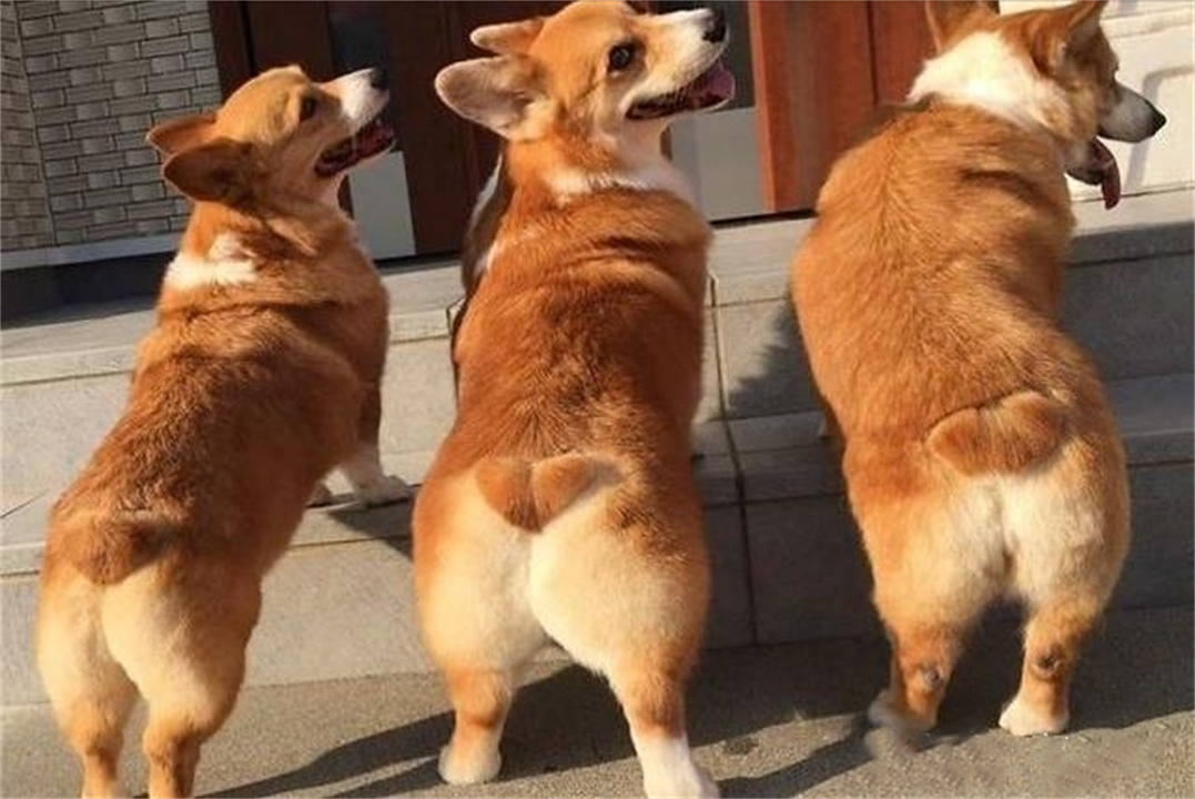 狗在交配前为什么要“闻屁股”?看似尴尬的行为,其实有科学依据