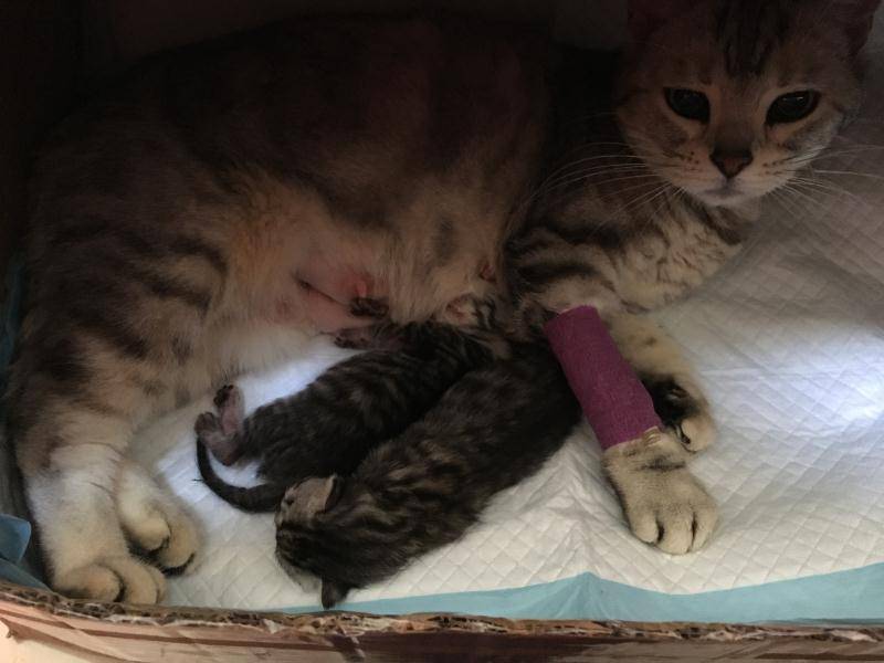 猫难产在家的处理方法,猫难产的处理方法最有效