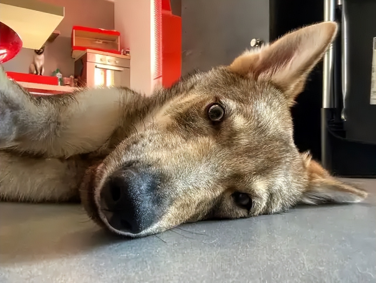 繁殖捷克狼犬赚钱吗,包办婚姻的狗狗