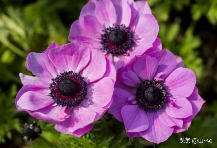 鲜花五彩缤纷争奇斗艳,最美鲜花一年四季都在争艳怒放