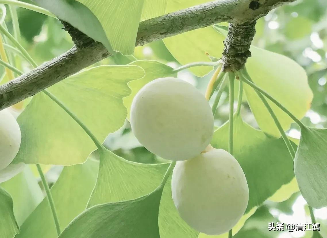 鸭掌木病害图谱及防治,鸭脚木的病害和治疗方法