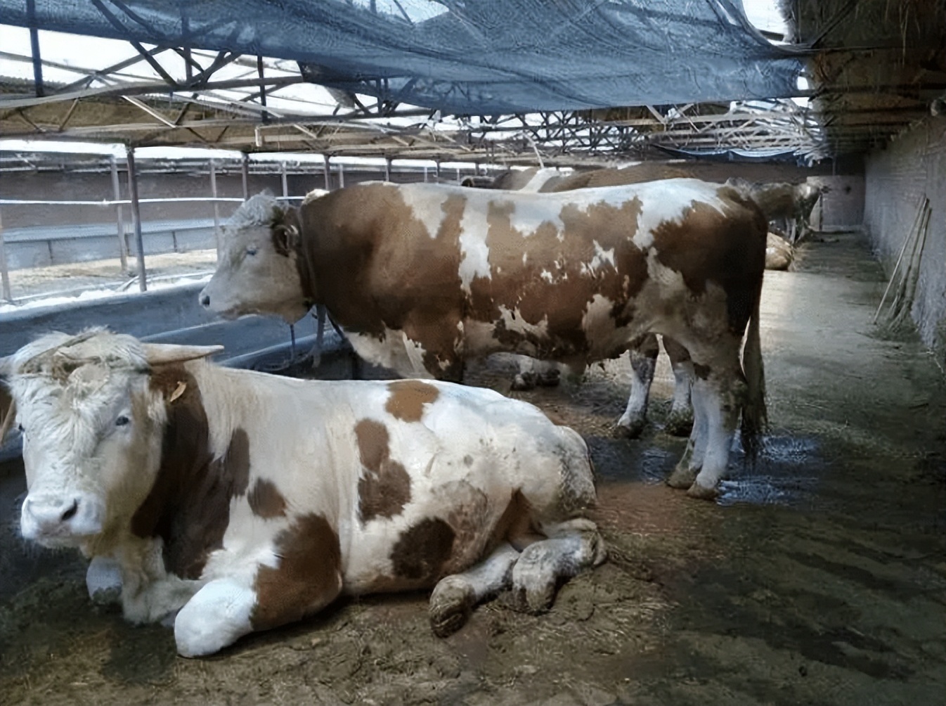 肉牛瘸腿怎么回事,肉牛跛行的病因分析防治措施