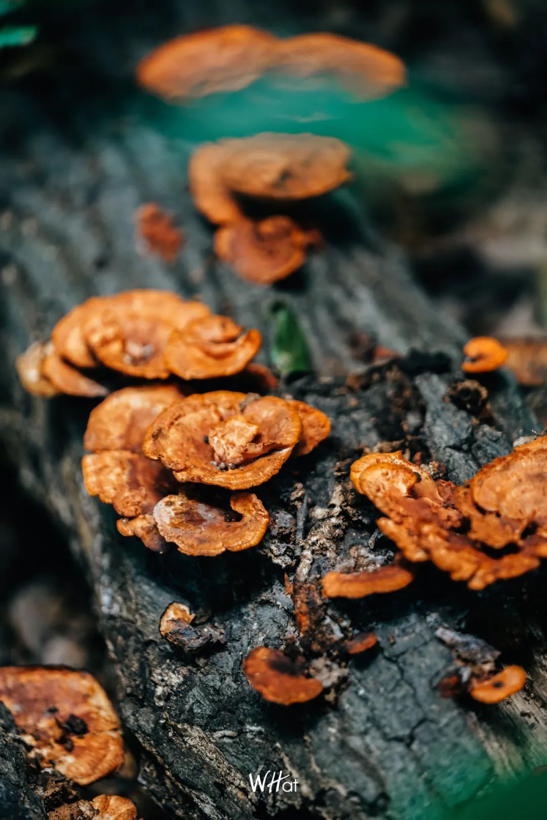 宝通寺后山流浪猫,猫可以治好人的精神内耗吗
