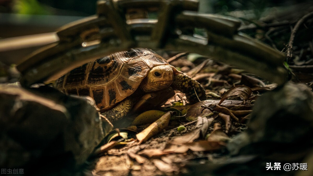 小龟为什么会咬尾,为什么新龟会被原缸的龟咬
