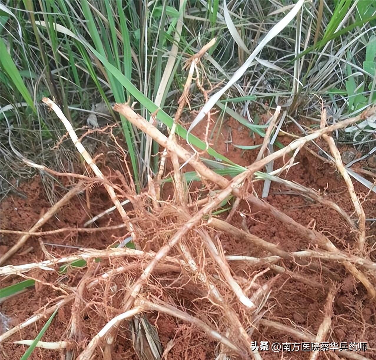 膀胱虚小便涩痛用什么中草药调理,小便刺痛热淋的中药处方