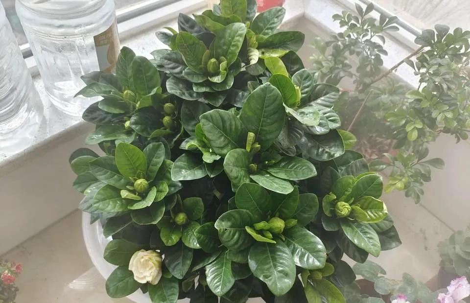 大叶牡丹栀子干尖黄叶是什么原因,栀子花开始黄叶掉苞怎么拯救