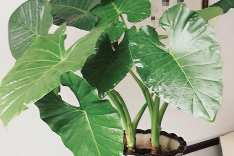 寓意吉祥的花镇宅最吉利的三种花,4种镇宅花家里养一棵霸气又镇宅