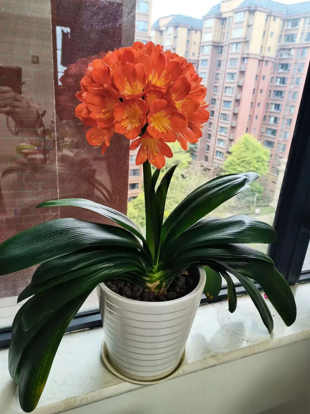 夏天植物养护技巧,植物夏季养护小技巧