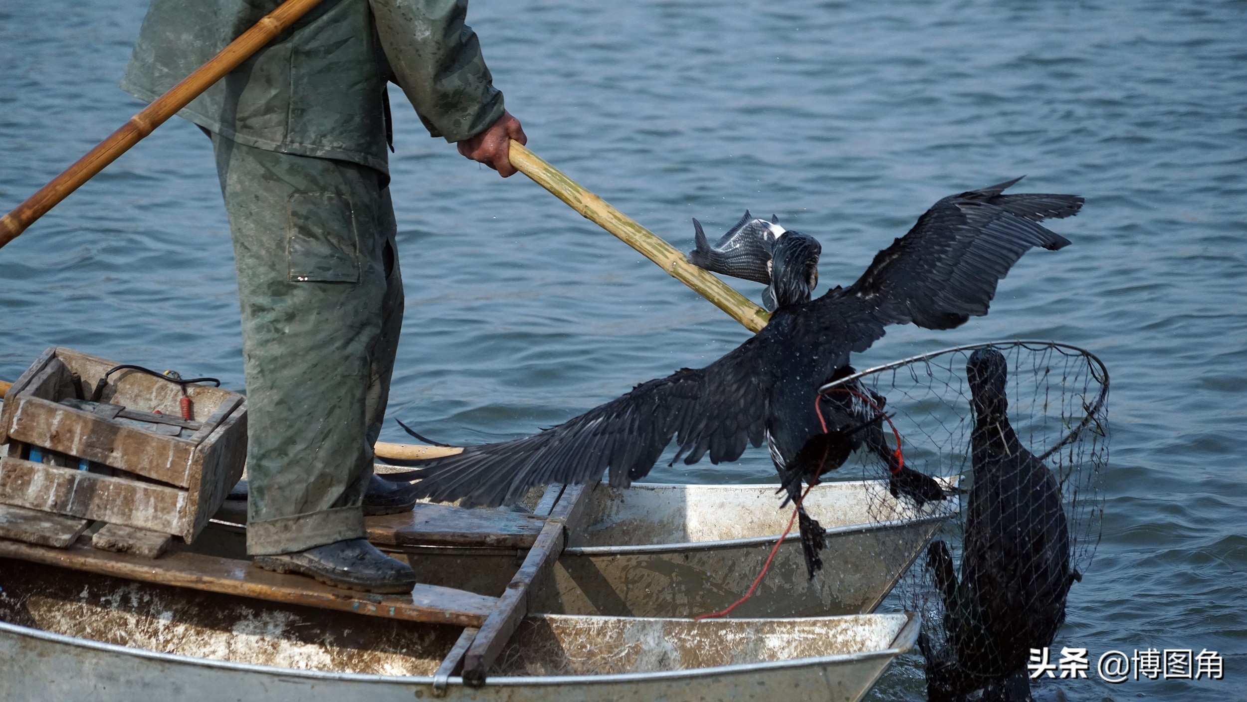 鸬鹚捕鱼渔民生活实拍精彩的瞬间,渔民与鸬鹚捕鱼图片