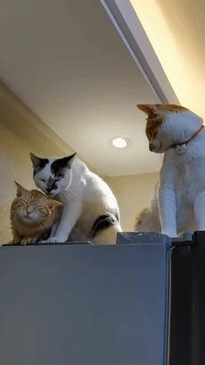 70万网友在线围观我家猫猫“搞黄色”：越看越上头，越看越变态