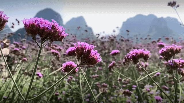 南宁徐霞客出游攻略,徐霞客在广西住了多少年