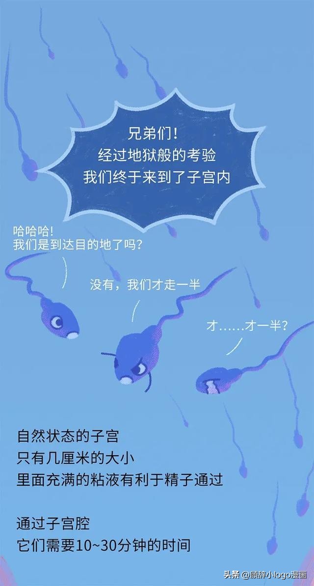 精子进入女生体内的24小时，都发生了些什么？太励志了！（漫画）