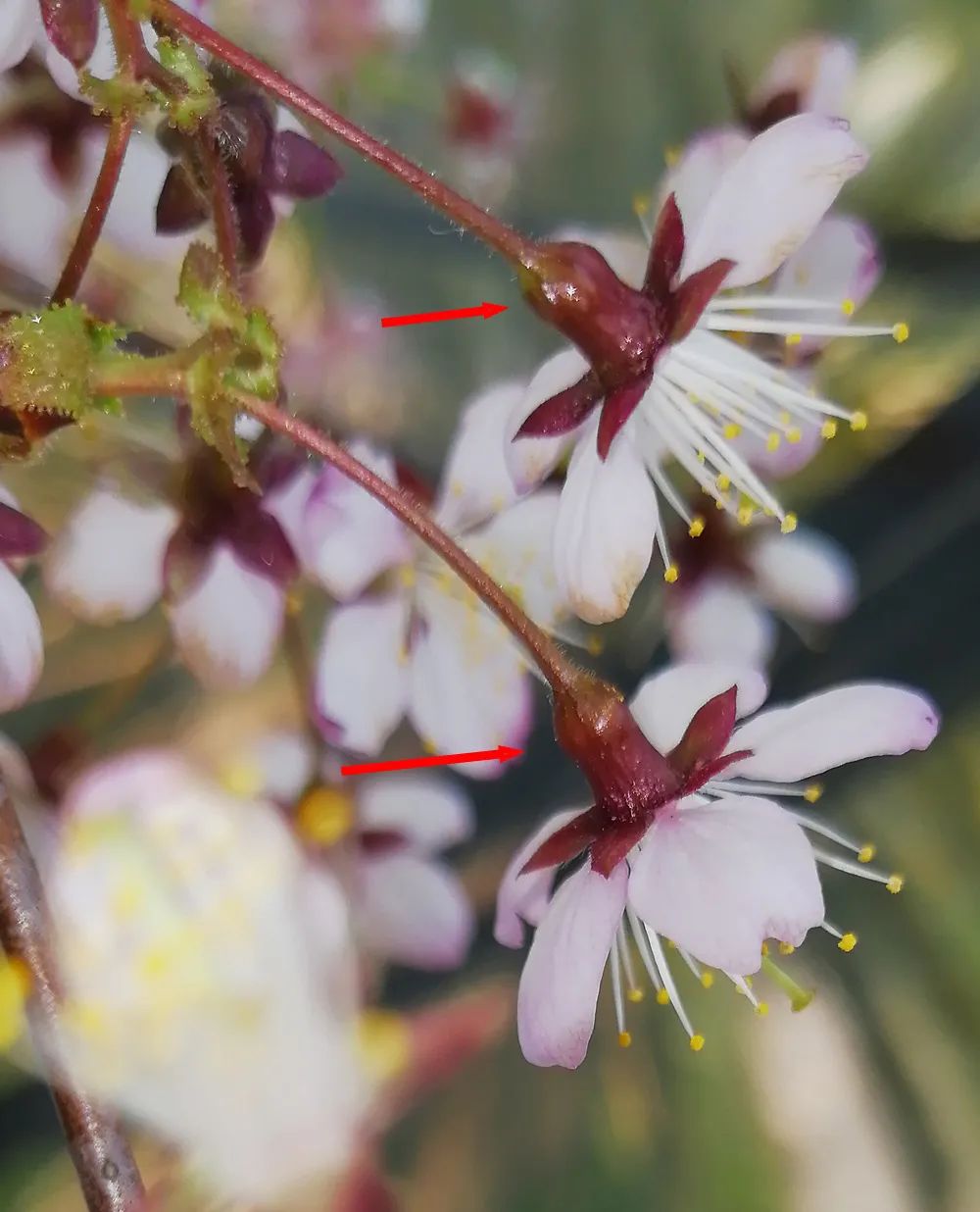 初春河津樱花图片大全,河津樱花品种大全