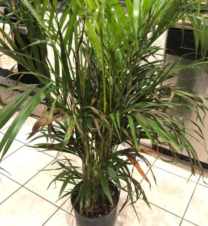 室内散尾葵上有尘土怎么办,家里的散尾葵为何黄叶