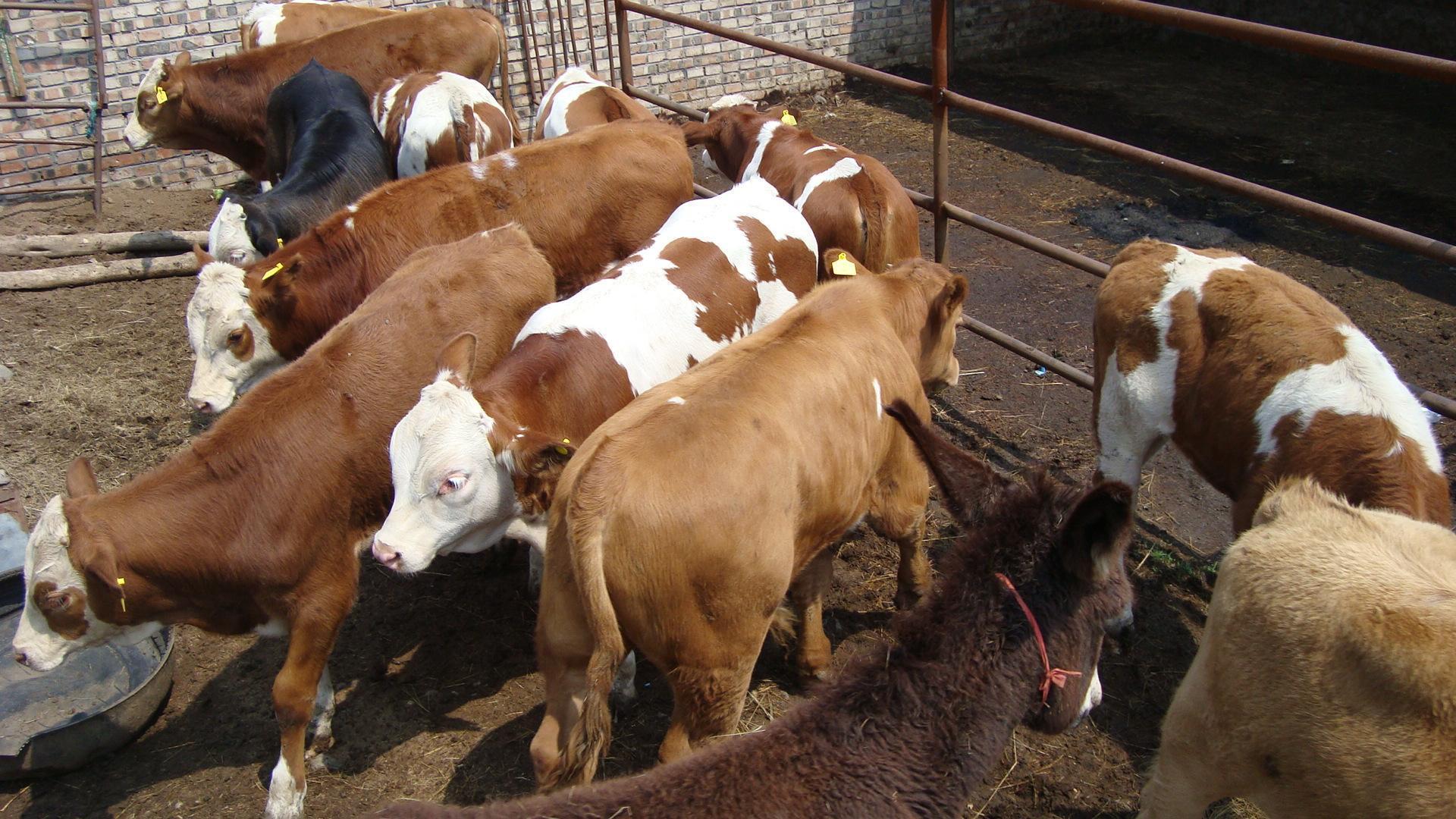 牛价最新行情涨了还是跌了,现在的牛价行情是涨还是跌