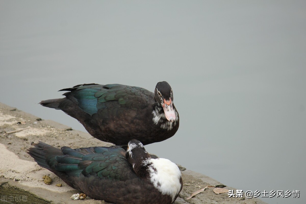 鸭养殖致富经,农村养殖鸭技术