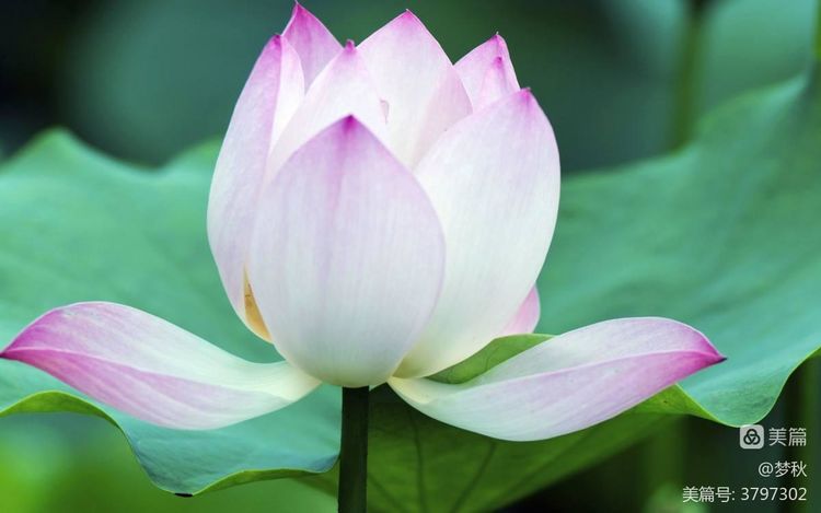 仙姿妙韵绽芳华唱和接龙