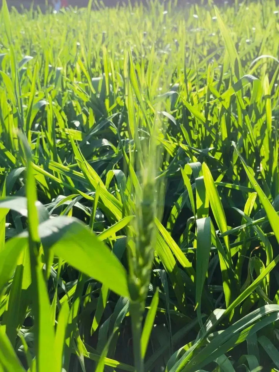 春天去哪儿玩？ABCD四条线路带你“狂飙”福田！