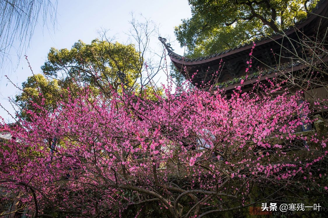 11月份的杭州西湖哪里最美,杭州西湖最佳攻略