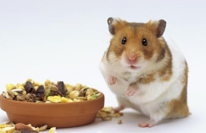 小仓鼠拉稀了应该给他吃什么食物,仓鼠腹泻应该喂食什么食物