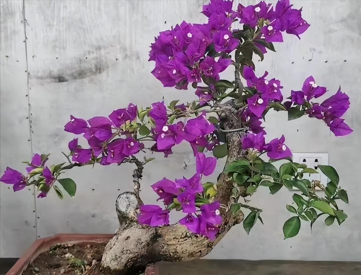 养盆景桩,养桩拿什么养