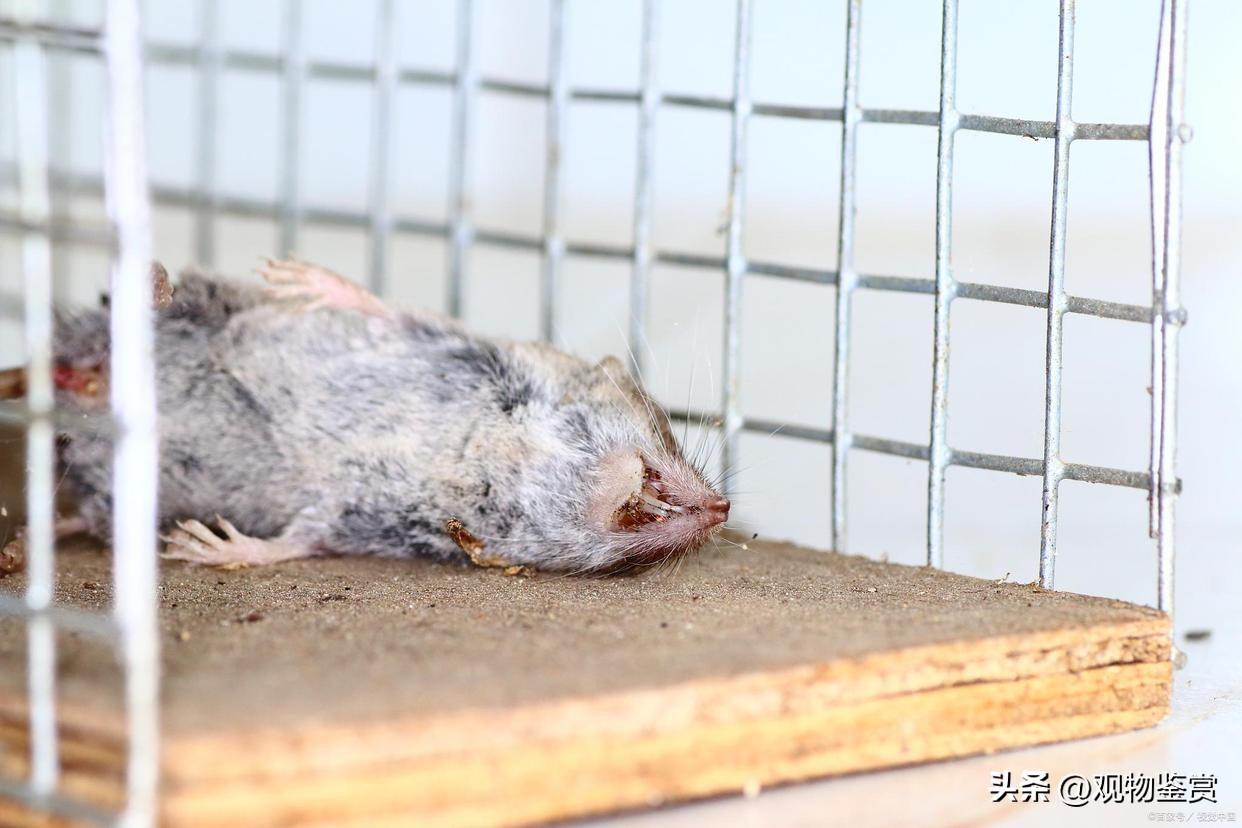 仓鼠打架的时候为什么吐,仓鼠和仓鼠打架大出血会死吗