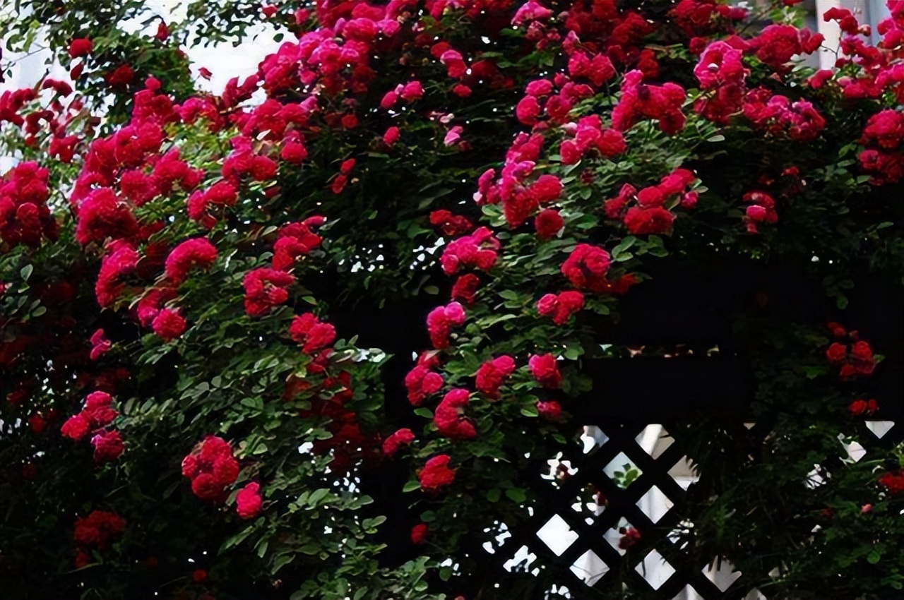 甜蜜红木香花适合屋里养吗,春季地栽的红木香可以让它开花吗