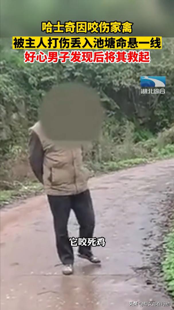 哈士奇被打扔河里被救后续,哈士奇被救反咬一口