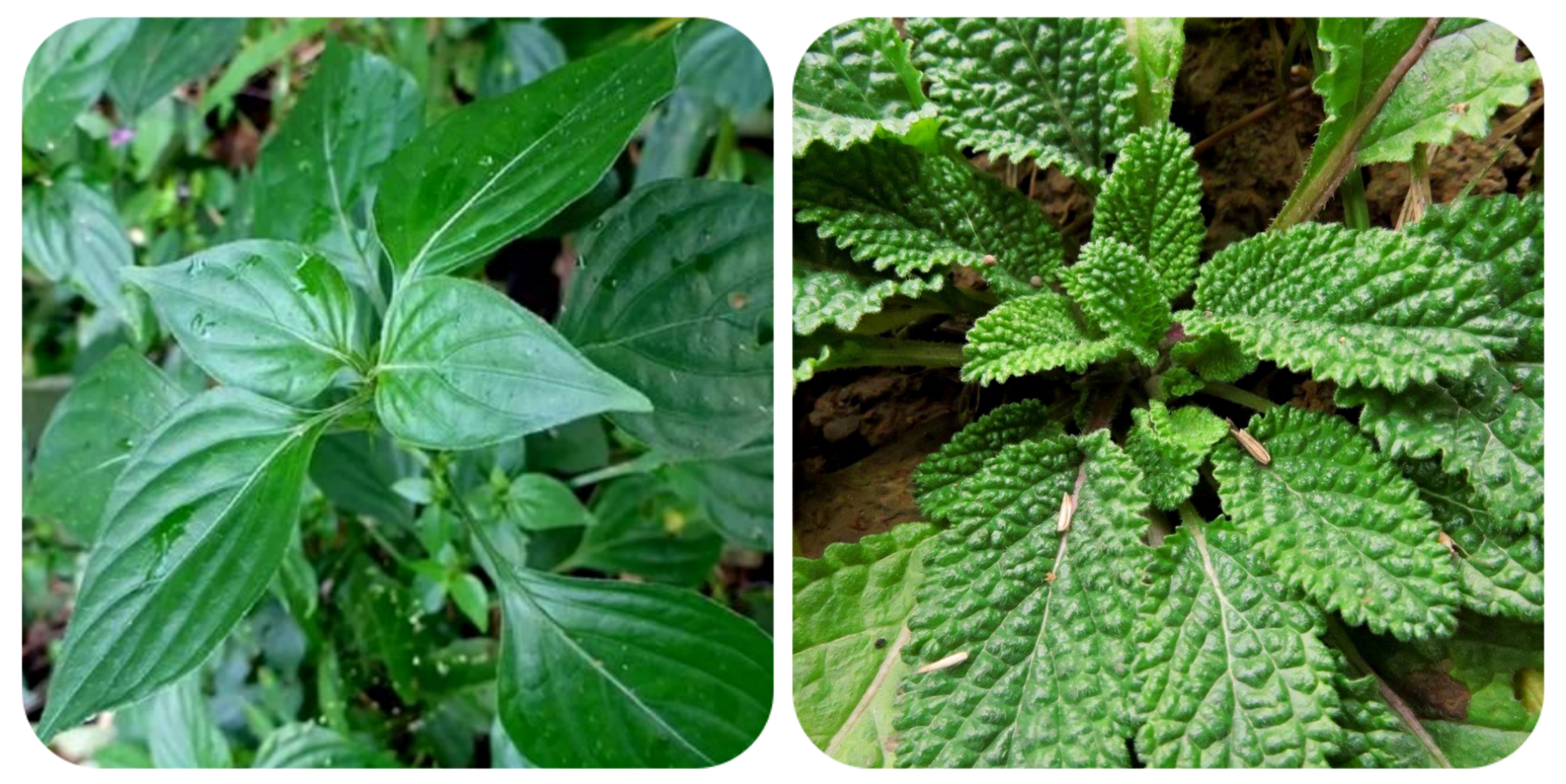 可以吃的野菜大全100种图解,教你认识100种野菜