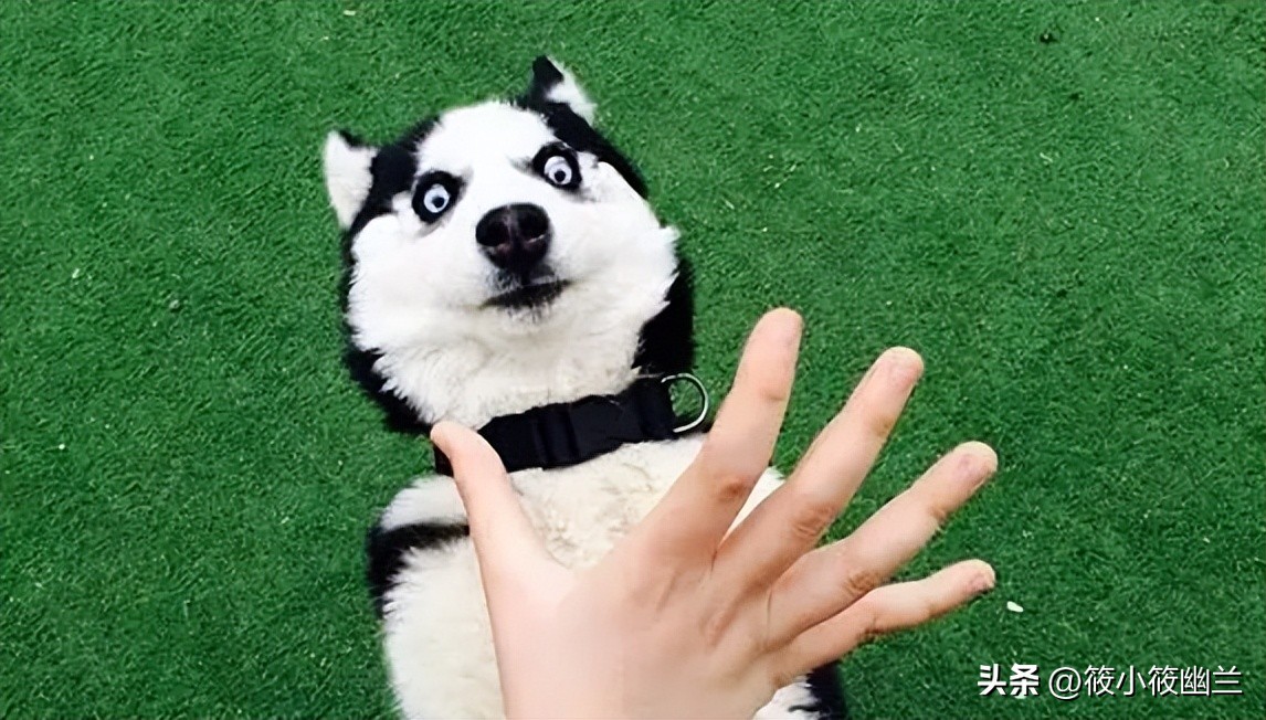 二傻子哈士奇怎么养,双血统哈士奇好养吗