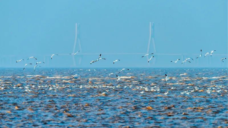 百岛洞头海上花园宣传片,海上花园百岛洞头规划