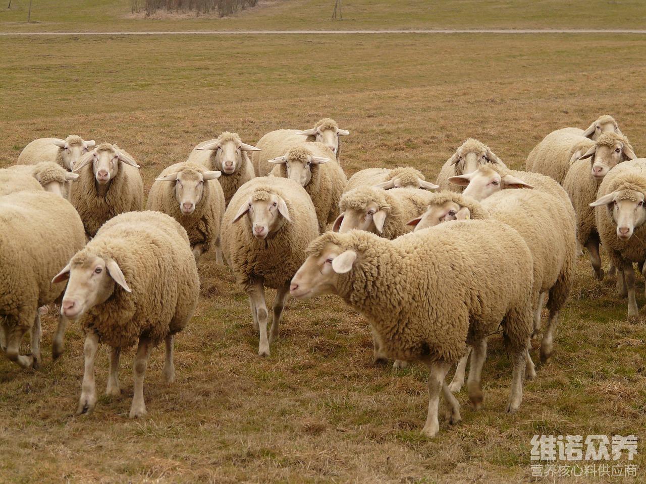 南京英美尔育肥羊饲料添加剂,什么样的添加剂让育肥羊肥得最快