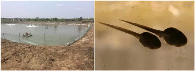 泥鳅冬季开花的养殖技术,泥鳅开花做法