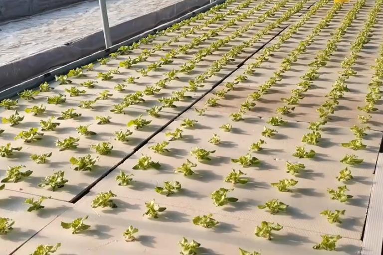 叶菜叶片变黄变厚变硬是什么原因,地温过高种叶菜黄叶怎么办