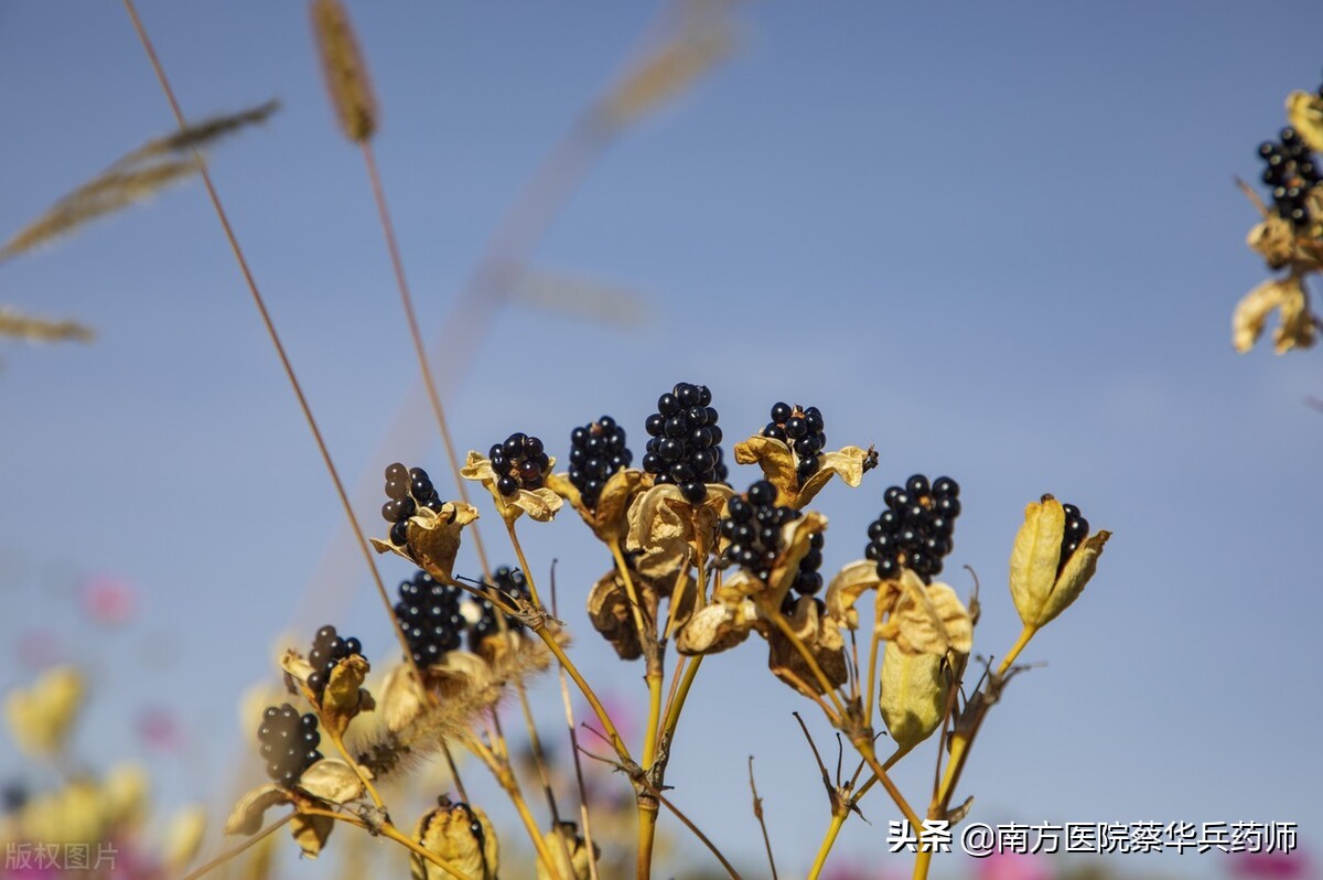 止咳化痰的一种花,止咳化痰的黄色花