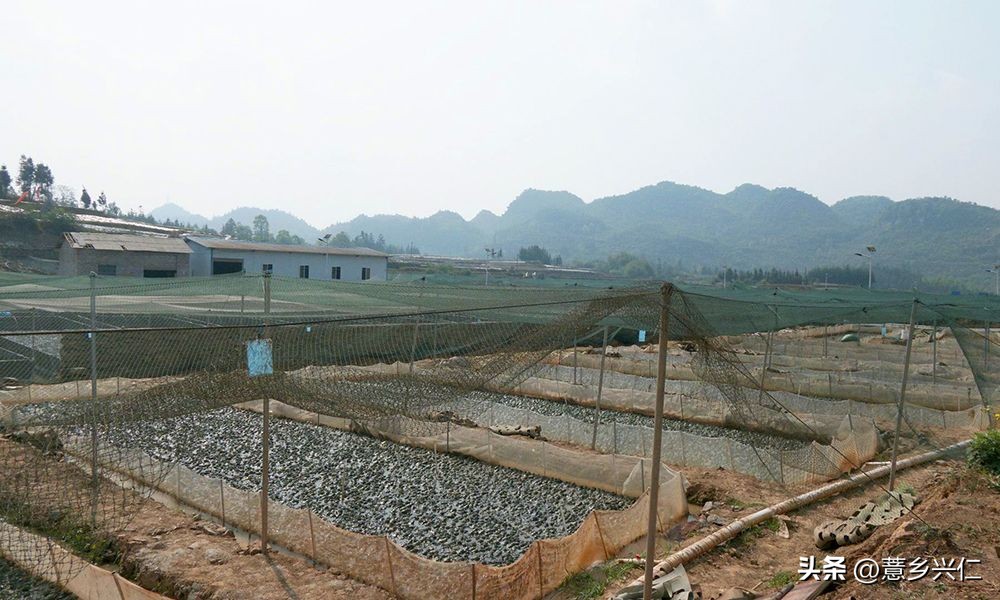 扶贫产业牛蛙养殖基地,牛蛙养殖扶贫项目