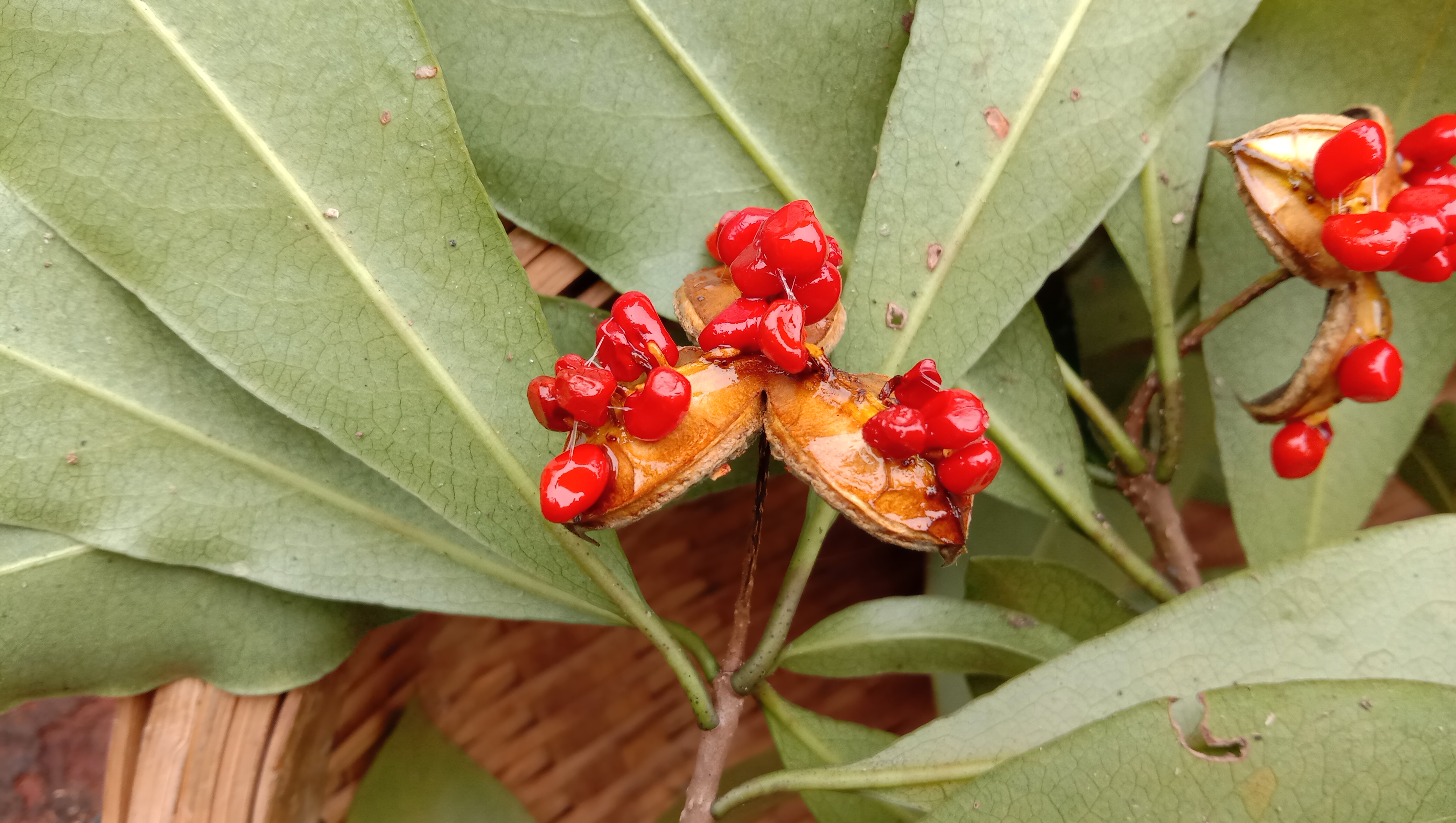 颜值这么高的崖花子没人摘，叶子煮水洗澡，解皮肤痒之痛苦