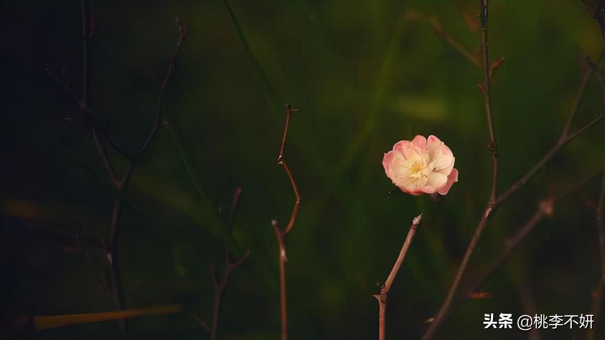 愿余生温柔以待不负相遇不负你,余生不负韶华不负相遇不负初心