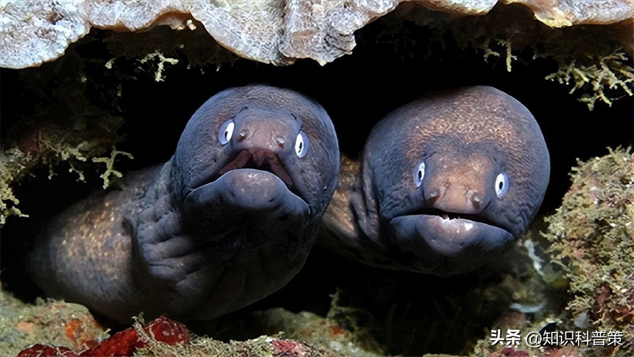 地球上有发现特别像外星人的生物,地球上的神秘巨型外星生物