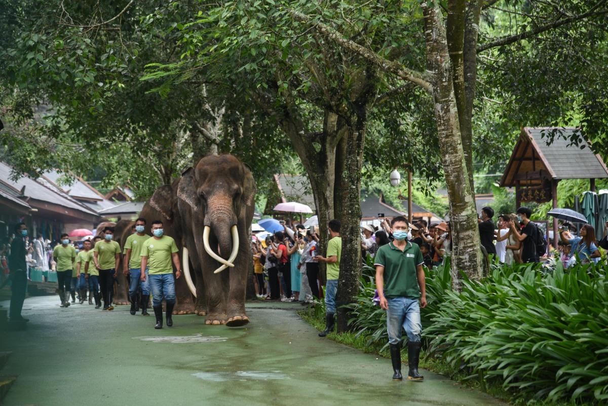 西双版纳旅游恶劣事件,云南西双版纳导游针对游客不购物