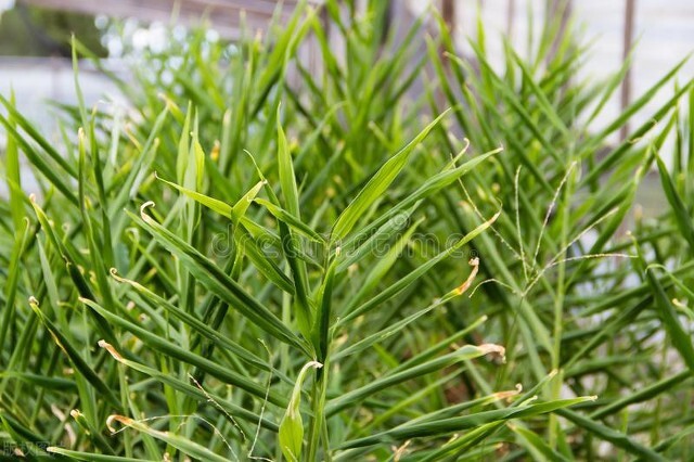 南方种姜的最新正确方法,姜种植前为什么晒姜