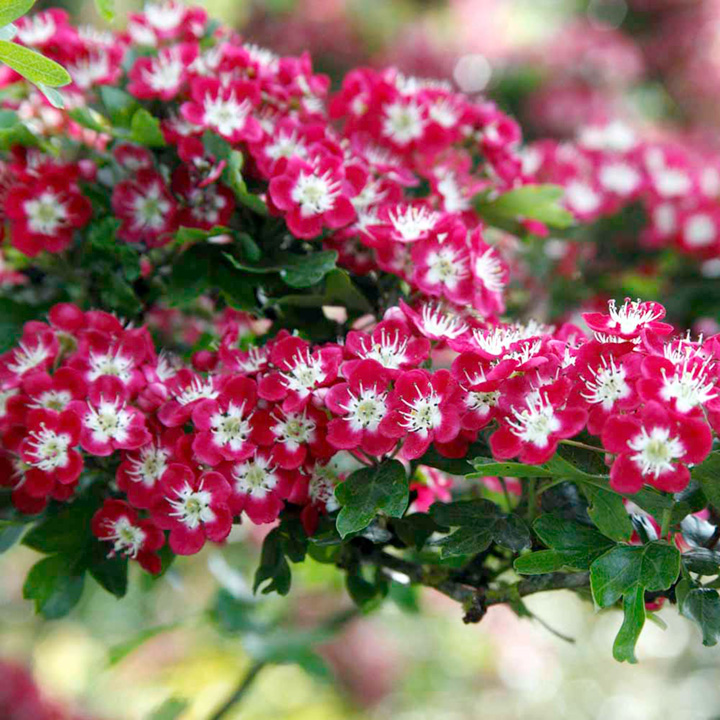 63个从国外引进的树，2个价格跌了95%！还有3个只能砍了当柴卖