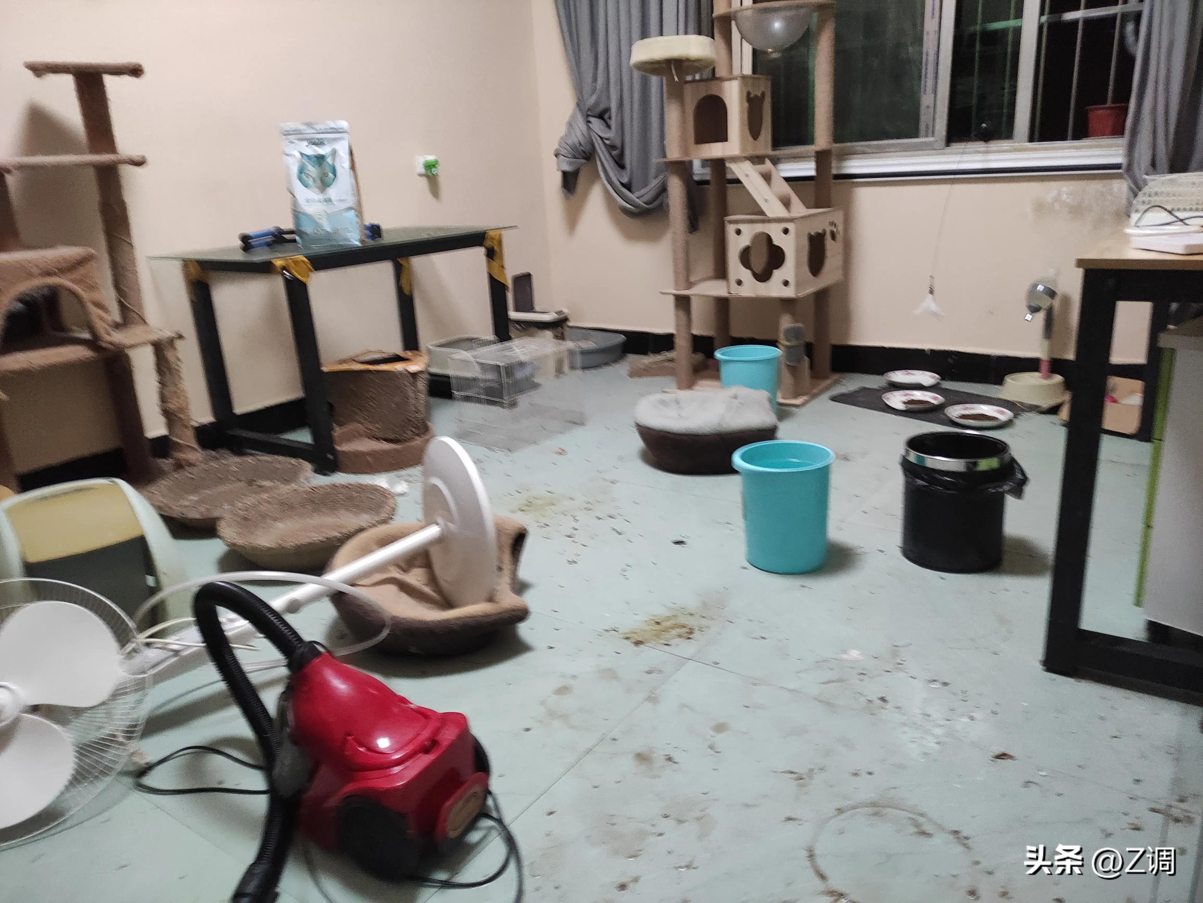 一只绝育一只没绝育公猫打架,公猫一辈子不绝育可以吗